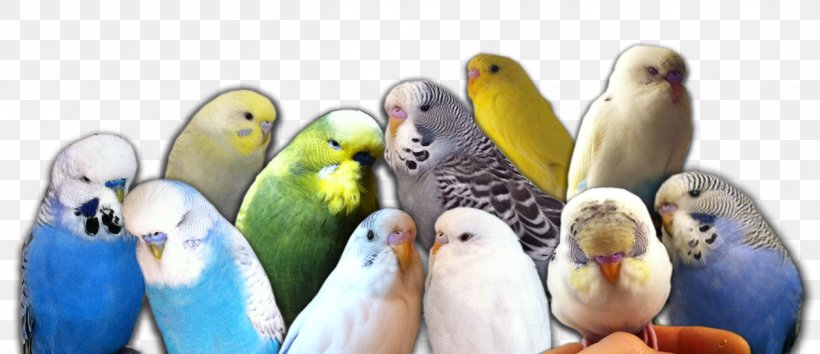 Budgerigar Parrot Lovebird Parakeet, PNG, 1255x543px, Budgerigar, Animal, Beak, Bird, Bird Supply Download Free