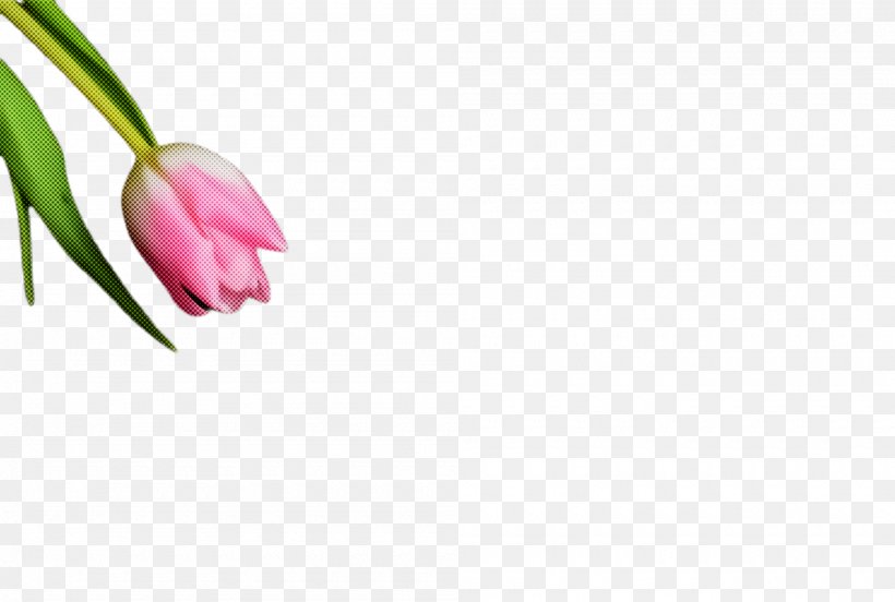 Flower Pink Plant Petal Tulip, PNG, 2000x1348px, Flower, Bud, Lily Family, Pedicel, Petal Download Free