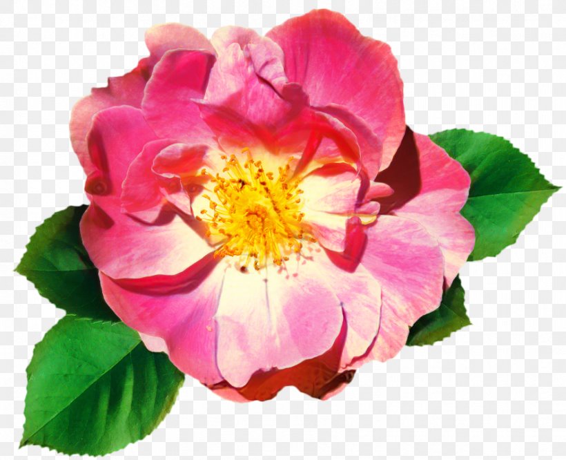 Pink Flower Cartoon, PNG, 886x720px, Cabbage Rose, Annual Plant, California Wild Rose, Camellia Sasanqua, China Rose Download Free