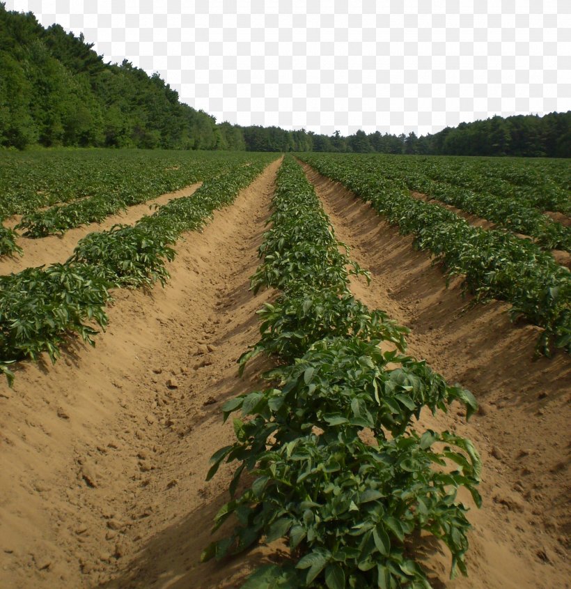 Potato Agriculture Vegetable Harvest Pixabay, PNG, 1440x1484px, Potato, Agriculture, Cash Crop, Crop, Crop Yield Download Free