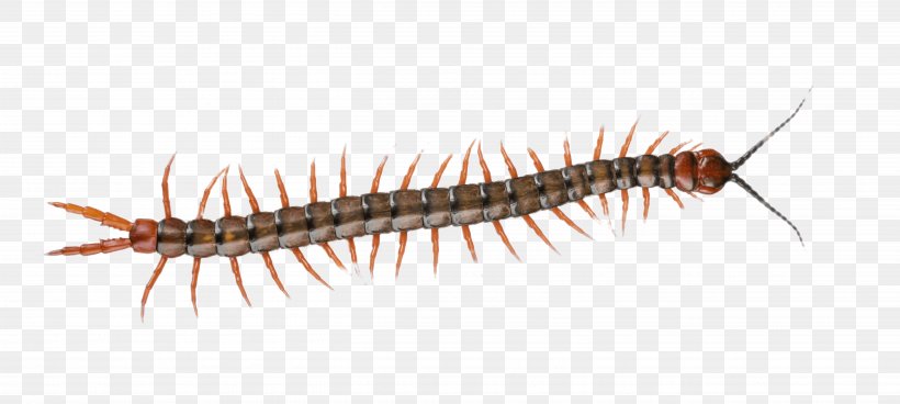 Stock Photography Centipedes Image Royalty-free, PNG, 5224x2350px, Stock Photography, Arthropod, Can Stock Photo, Caterpillar, Centipede Download Free