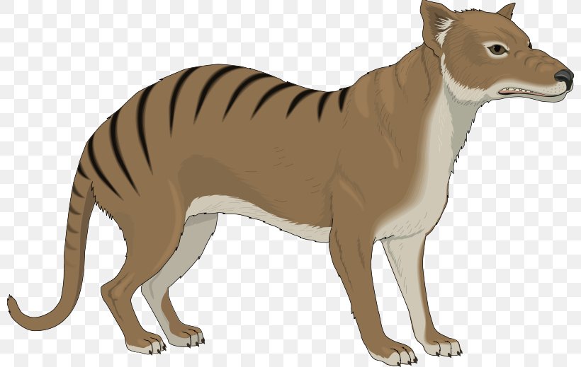 Thylacine Gray Wolf Clip Art, PNG, 800x519px, Thylacine, Animal Figure, Big Cats, Carnivoran, Cat Like Mammal Download Free