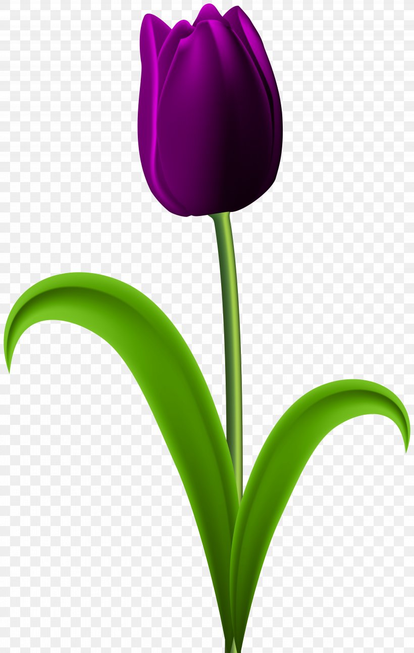 Tulip Purple Clip Art, PNG, 5078x8000px, Flower, Bitmap, Blog, Bmp File Format, Clip Art Download Free