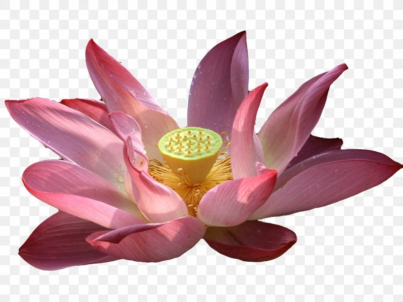 Vesak Wish Happiness Buddha's Birthday Buddhism, PNG, 1600x1200px, Vesak, Aquatic Plant, Artificial Flower, Buddhism, Display Resolution Download Free