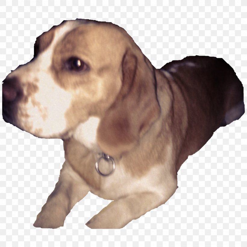 Beagle Puppy Dog Breed Companion Dog Snout, PNG, 1600x1600px, Beagle, Breed, Carnivoran, Companion Dog, Dog Download Free