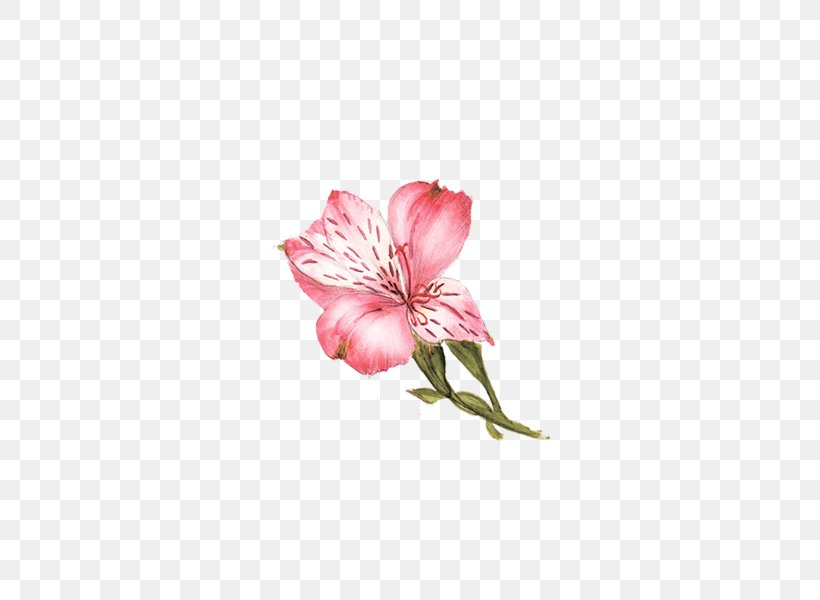 Flower Lilium, PNG, 600x600px, Flower, Alstroemeriaceae, Artworks, Cut Flowers, Flowering Plant Download Free