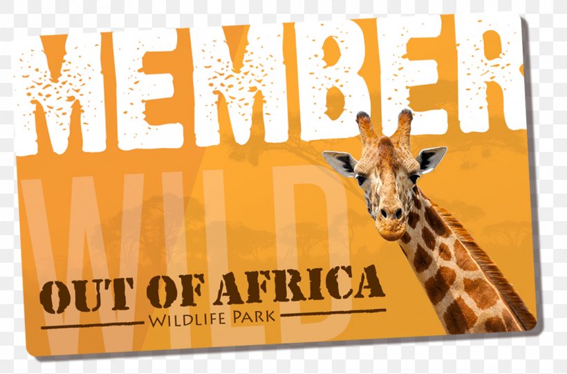 Giraffe Zoo Font Brand Printing, PNG, 1114x736px, Giraffe, Brand, Giraffidae, Orange Sa, Printing Download Free