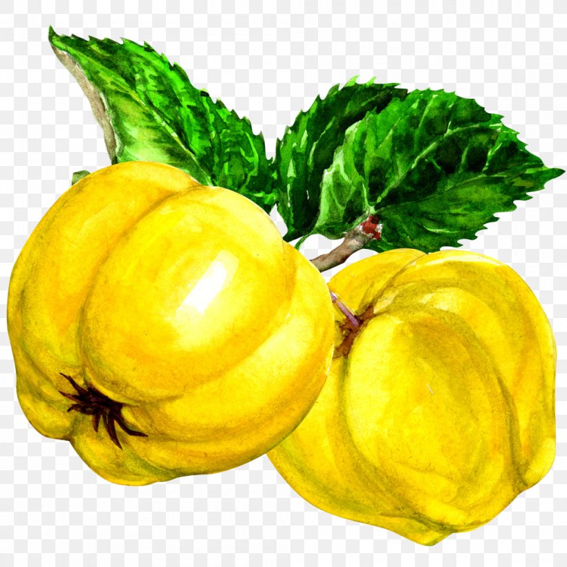 Pattypan Squash Quince Fruit Auglis, PNG, 1000x1000px, Pattypan Squash, Auglis, Calabaza, Citron, Citrus Download Free