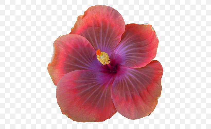 Shoeblackplant Hibiscus Tea 0 April, PNG, 500x500px, 2018, Shoeblackplant, April, Chemical Reaction, China Rose Download Free