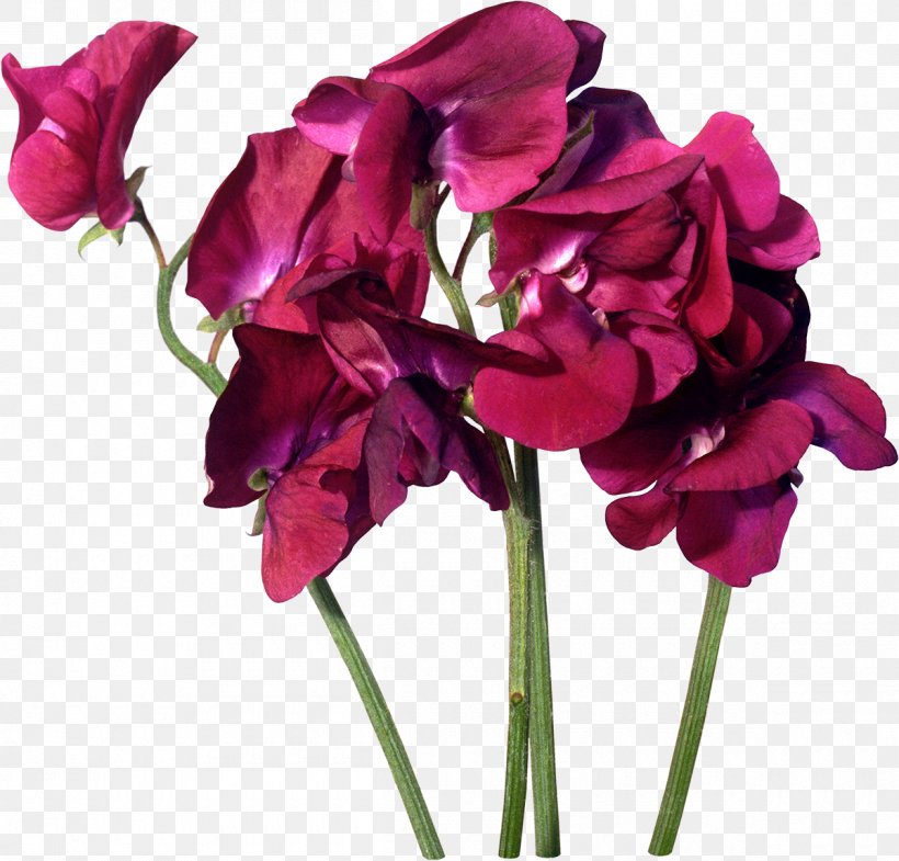Cut Flowers Purple Pink Rosaceae, PNG, 1200x1149px, Flower, Annual Plant, Artificial Flower, Beach Rose, Cut Flowers Download Free