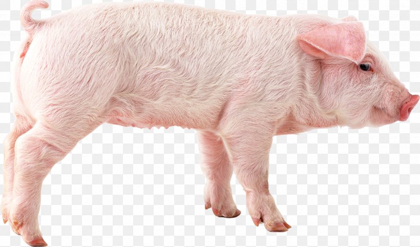 Domestic Pig Clip Art, PNG, 2433x1433px, Pig, Domestic Pig, Livestock, Mammal, Pig Like Mammal Download Free