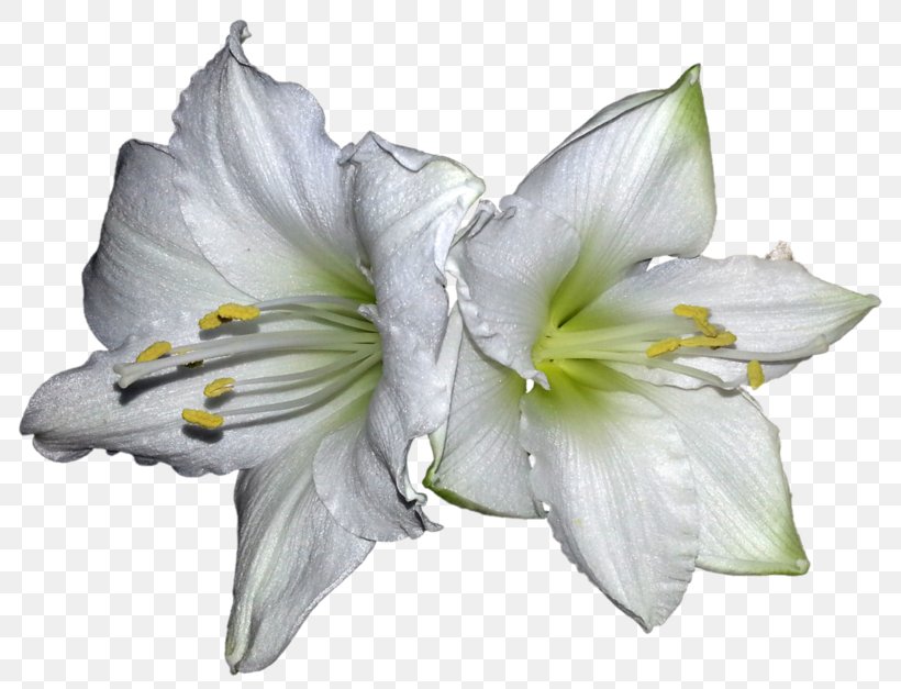 Lilium White Amaryllis Belladonna Petal, PNG, 800x627px, Watercolor, Cartoon, Flower, Frame, Heart Download Free