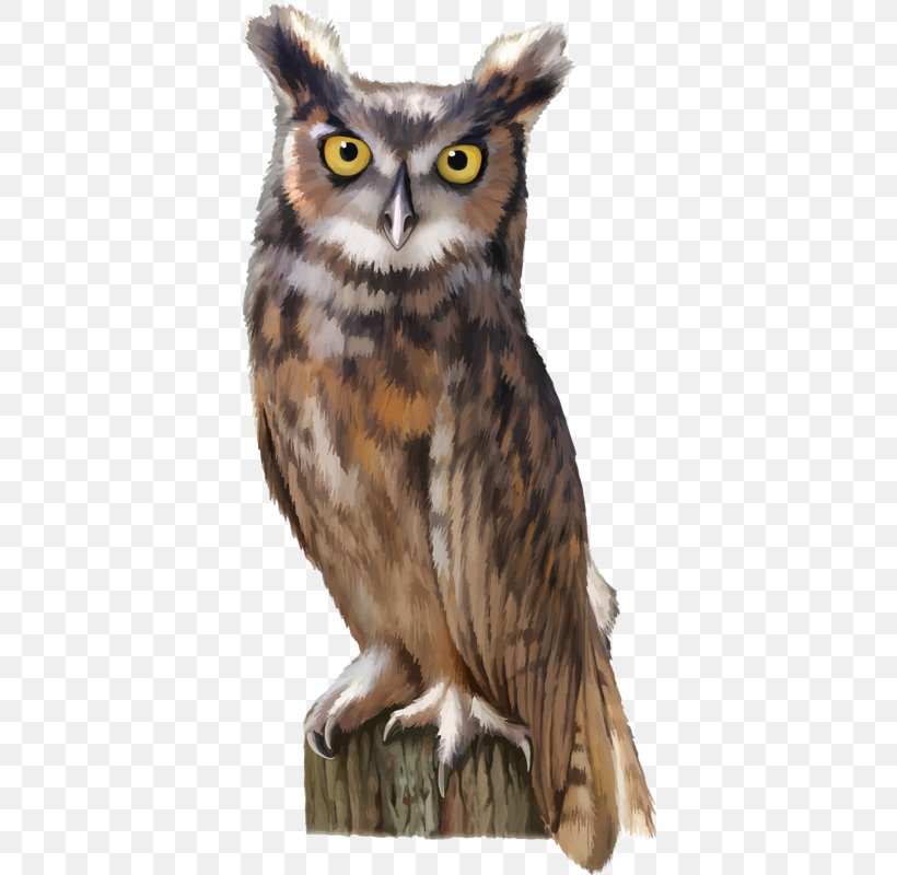 Owl Royalty-free Stock Photography Clip Art, PNG, 381x800px, Owl, Beak, Bird, Bird Of Prey, Drawing Download Free