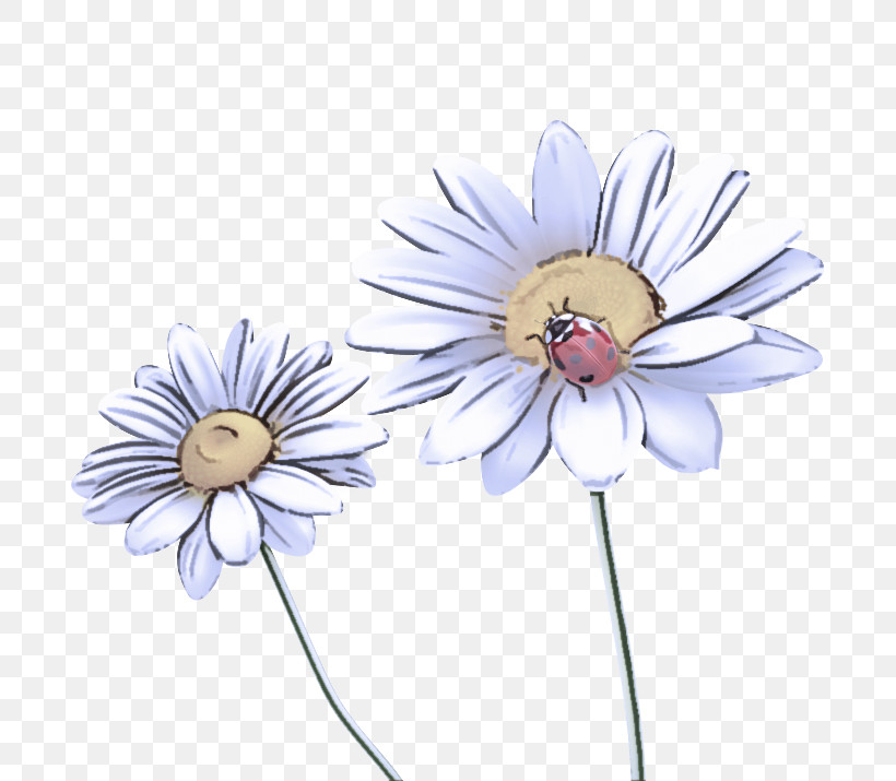 Daisy, PNG, 715x715px, Daisy, Aster, Asterales, Camomile, Chamomile Download Free