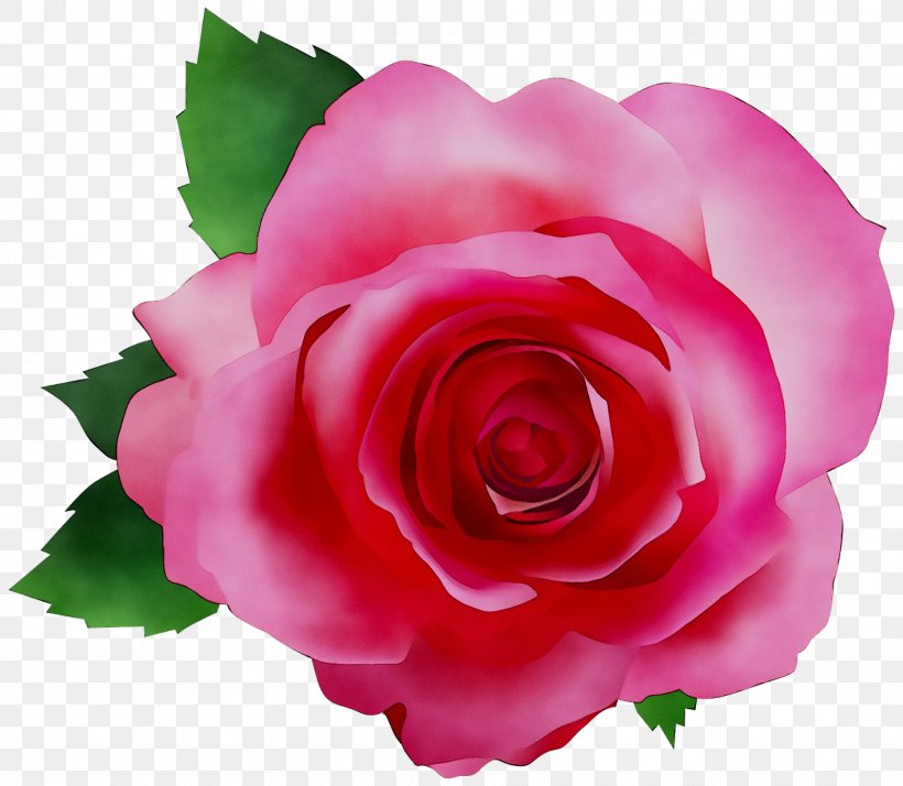 Garden Roses Essential Oil Beard Oil Cabbage Rose Rose Oil, PNG, 1919x1671px, Garden Roses, Aloe Vera, Annual Plant, Beard Oil, Begonia Download Free