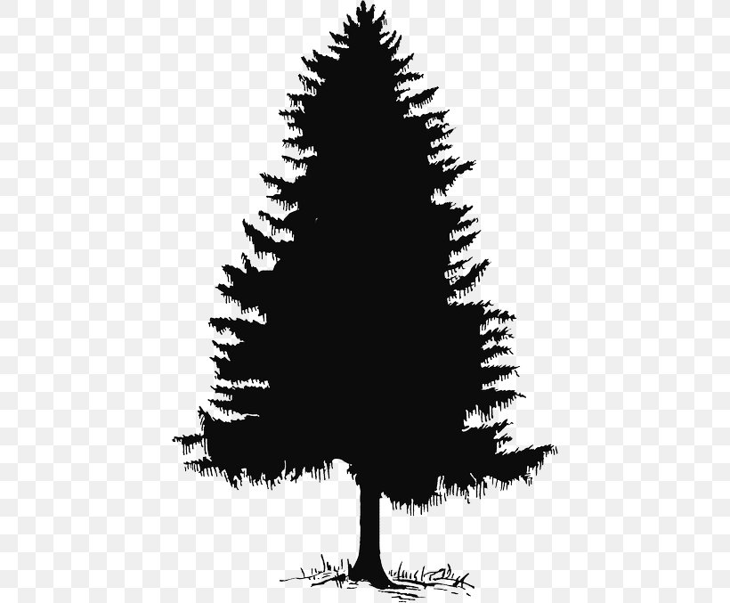 Pine Evergreen Clip Art Fir Tree, PNG, 434x677px, Pine, Black And White, Branch, Cedar, Christmas Decoration Download Free
