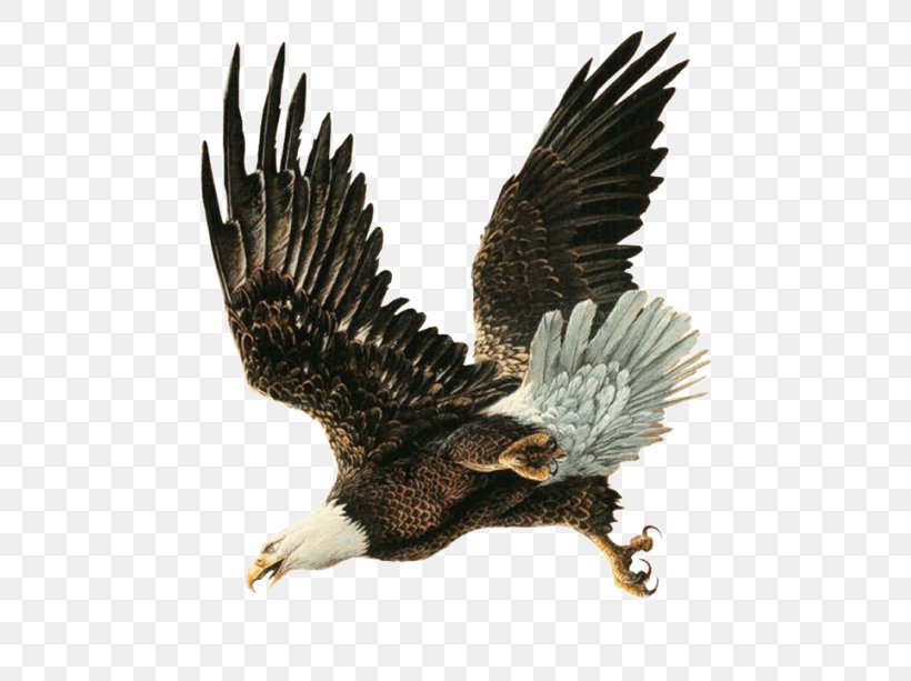 Bald Eagle Bird Hawk, PNG, 577x613px, Bald Eagle, Accipitriformes, Animal, Beak, Bird Download Free