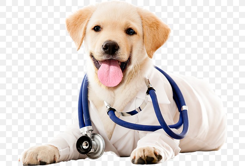 Dog Veterinarian Veterinary Medicine Clinique Vétérinaire Pet, PNG, 700x557px, Dog, Animal Rescue Group, Animal Shelter, Animal Welfare, Carnivoran Download Free