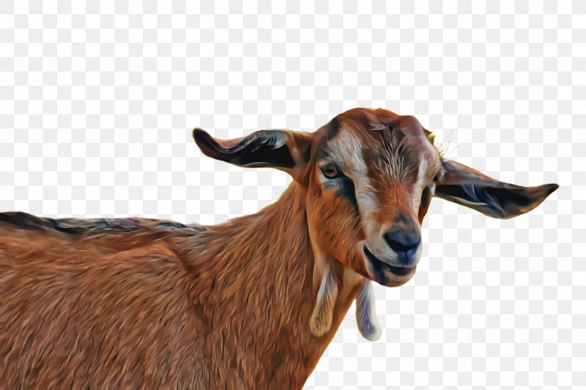 Goat Goats Goat-antelope Cow-goat Family Horn, PNG, 2448x1632px, Goat, Cowgoat Family, Ear, Feral Goat, Goatantelope Download Free