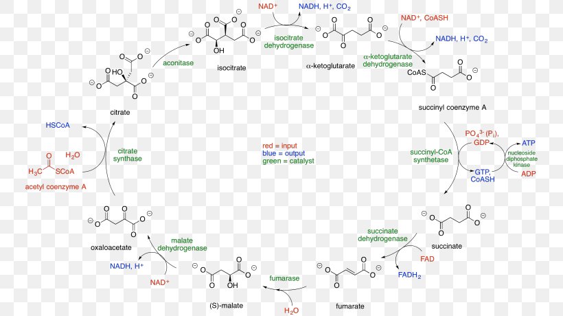 Citric Acid Cycle Coenzyme A Acetyl-CoA Tricarboxylic Acid, PNG, 749x460px, Citric Acid Cycle, Acetyl Group, Acetylcoa, Acid, Area Download Free