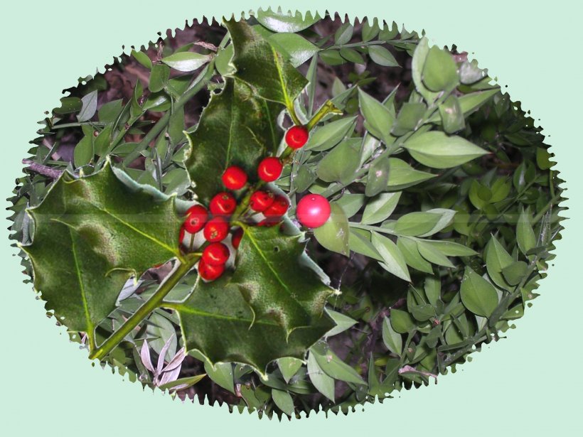 European Spindle Common Holly Blog Plant Holy Family, PNG, 2048x1536px, 2017, Common Holly, Blog, Child, Family Download Free