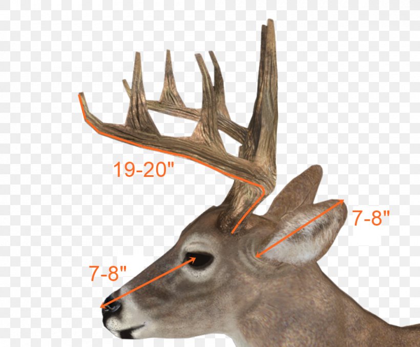 Reindeer White-tailed Deer Antler Image, PNG, 1000x826px, Reindeer, Antler, Barren Ground Caribou, Biggame Hunting, Deer Download Free