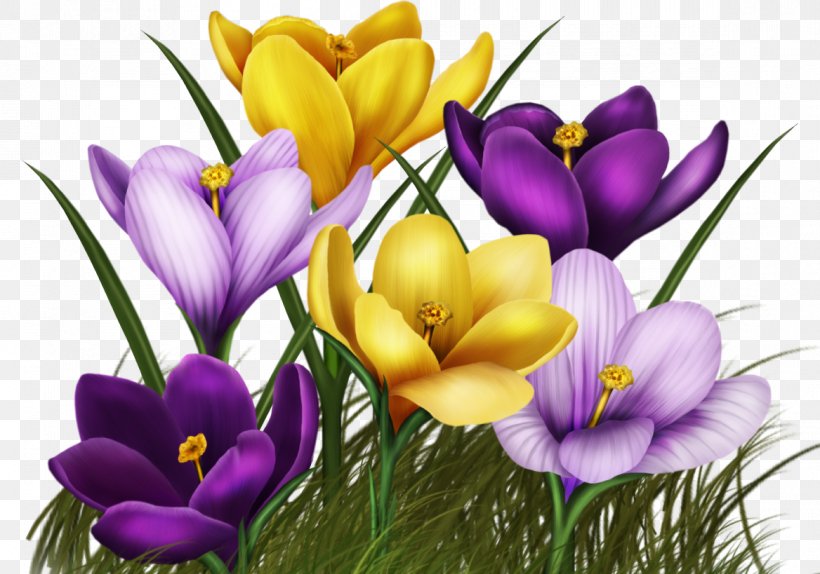 Flower Animated Film Clip Art, PNG, 1168x819px, Flower, Animated Film, Crocus, Cut Flowers, Floral Design Download Free