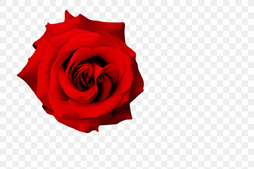 Garden Roses, PNG, 2448x1632px, Garden Roses, Floribunda, Flower, Hybrid Tea Rose, Petal Download Free