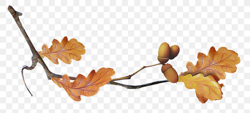 Leaf Plant Stem Twig Tree Petal, PNG, 800x372px, Leaf, Biology, Petal, Plant, Plant Stem Download Free