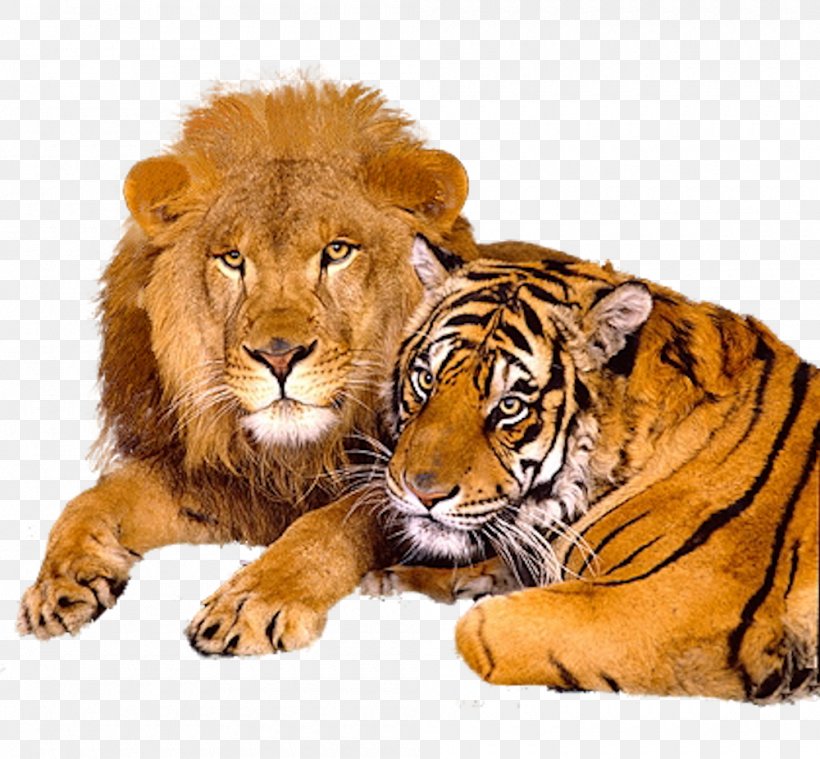 Lion & Tiger Big Cat Jaguar, PNG, 1000x926px, Lion, Animal, Apex Predator, Big Cat, Big Cats Download Free