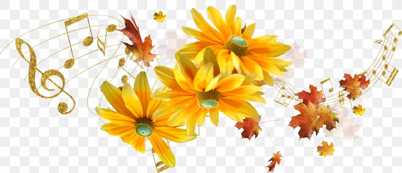 Cut Flowers Petal Floral Design Floristry, PNG, 3000x1298px, Flower, Calendula, Chrysanthemum, Chrysanths, Cut Flowers Download Free