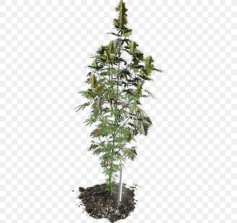 DayZ Hash, Marihuana & Hemp Museum Cannabis Cultivation, PNG, 324x772px, 420 Day, Dayz, Cannabis, Cannabis Cultivation, Conifer Download Free