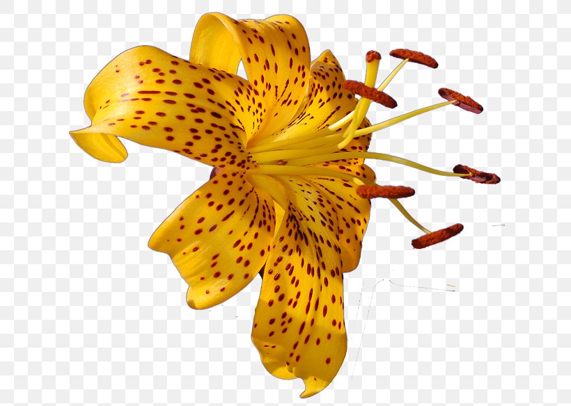 Lilium Flower Photography Clip Art, PNG, 631x584px, Lilium, Alstroemeriaceae, Daylily, Floral Design, Flower Download Free