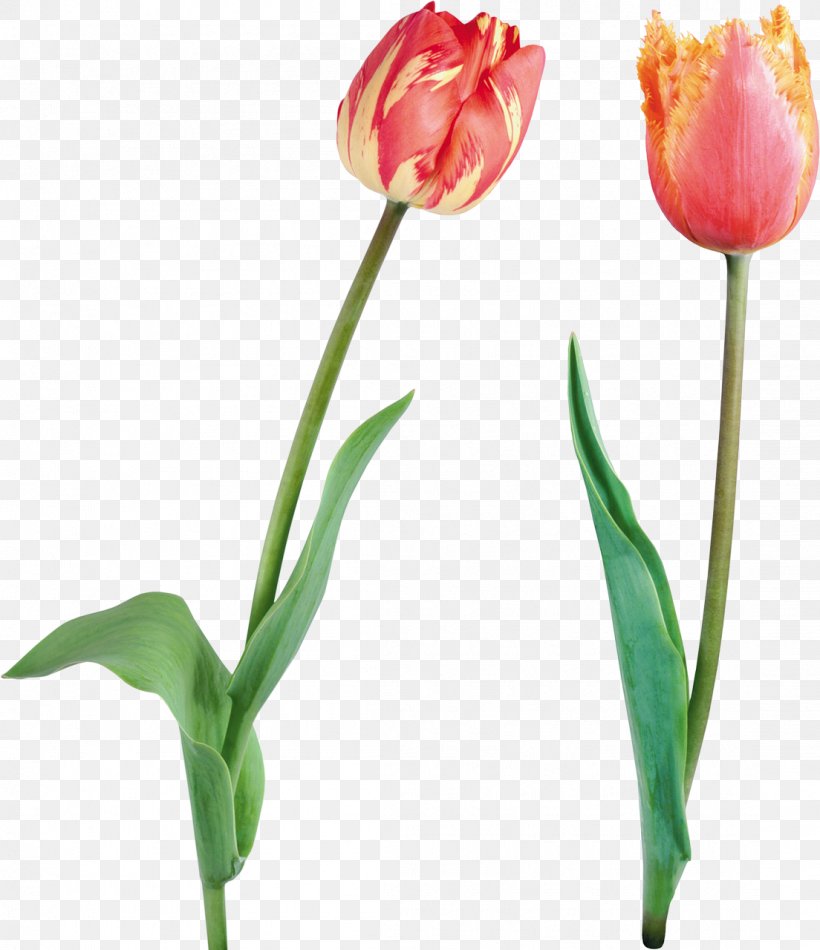 Tulip Flower Desktop Wallpaper Clip Art, PNG, 1104x1280px, Tulip, Bud, Cut Flowers, Digital Image, Display Resolution Download Free