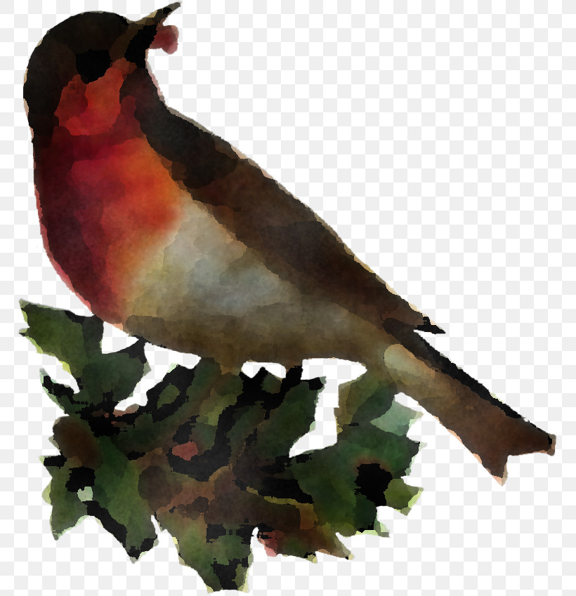 Bird Beak Finch Perching Bird Songbird, PNG, 769x849px, Bird, Beak, Cuculiformes, Finch, Perching Bird Download Free