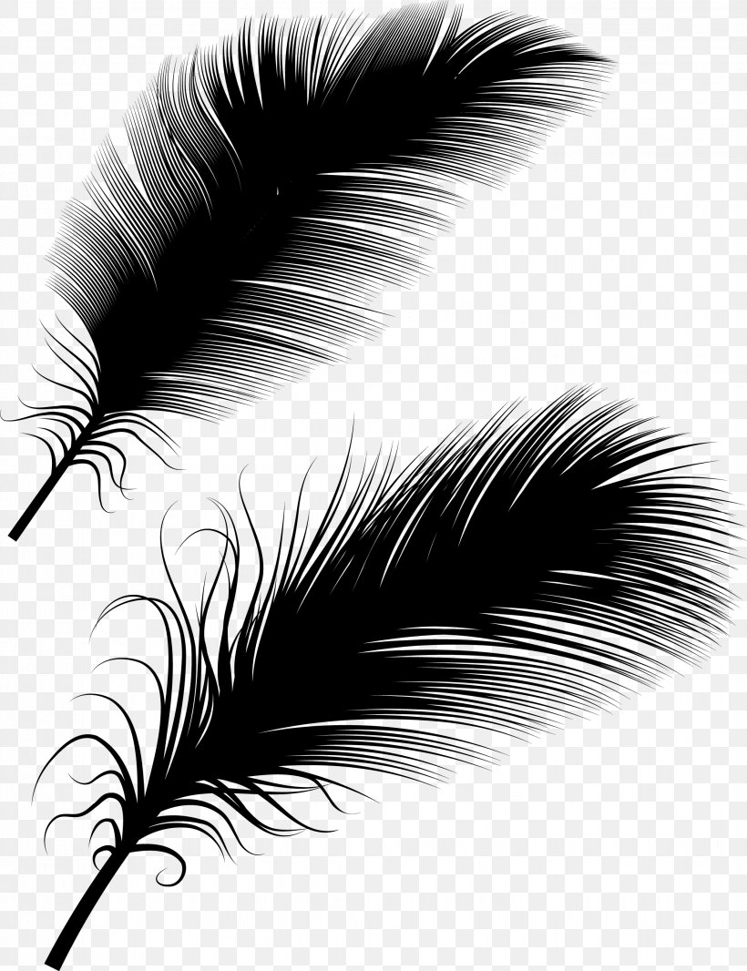 Bird Feather Euclidean Vector Illustration, PNG, 2244x2919px, Bird, Black, Black And White, Close Up, Color Download Free