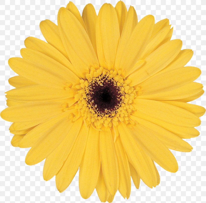 Stock Photography Flower Common Daisy Yellow, PNG, 1200x1181px, Stock Photography, Calendula, Chrysanths, Common Daisy, Cut Flowers Download Free