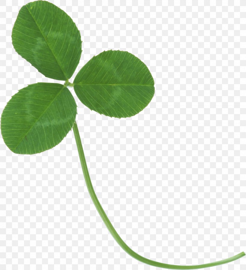 Clover Clip Art, PNG, 999x1337px, Clover, Four Leaf Clover, Grass, Green, Image File Formats Download Free