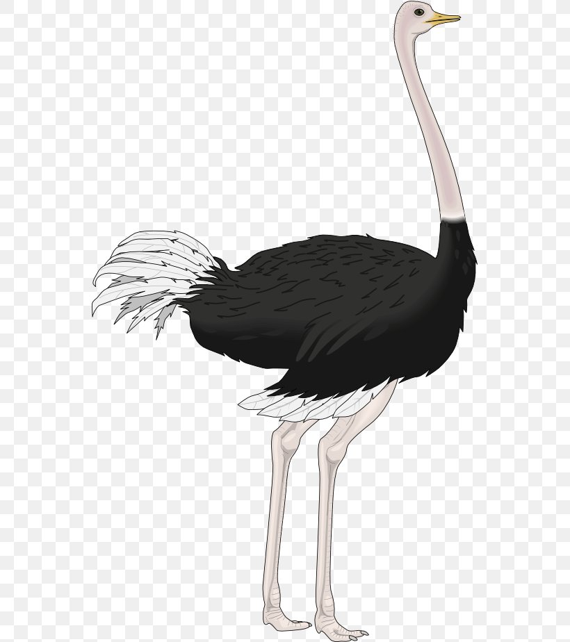 Common Ostrich Royalty-free Clip Art, PNG, 555x924px, Common Ostrich, Beak, Bird, Ciconiiformes, Crane Download Free