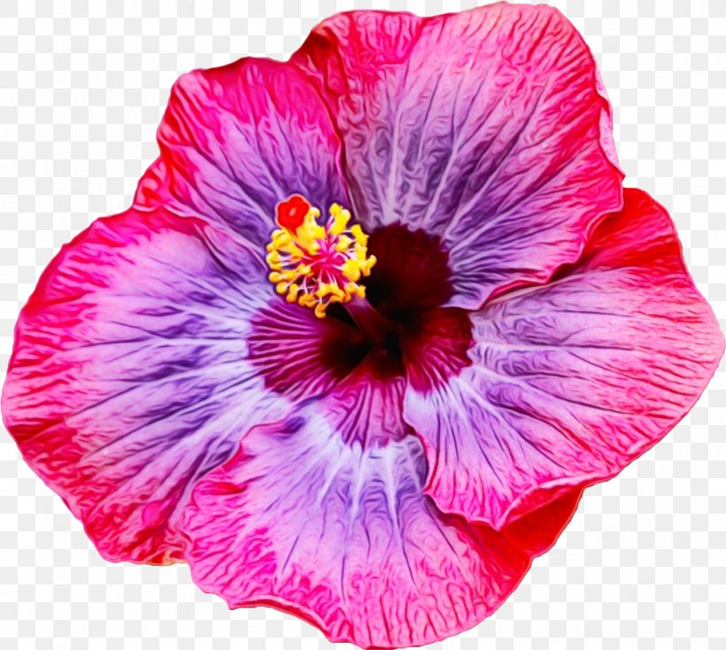 Flower Flowering Plant Petal Hibiscus Pink, PNG, 1001x897px, Watercolor, Chinese Hibiscus, Flower, Flowering Plant, Hawaiian Hibiscus Download Free