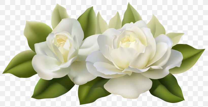 Flower Jasmine White Rose, PNG, 7668x3956px, Jasmine, Artificial Flower, Bud, Cut Flowers, Floral Design Download Free