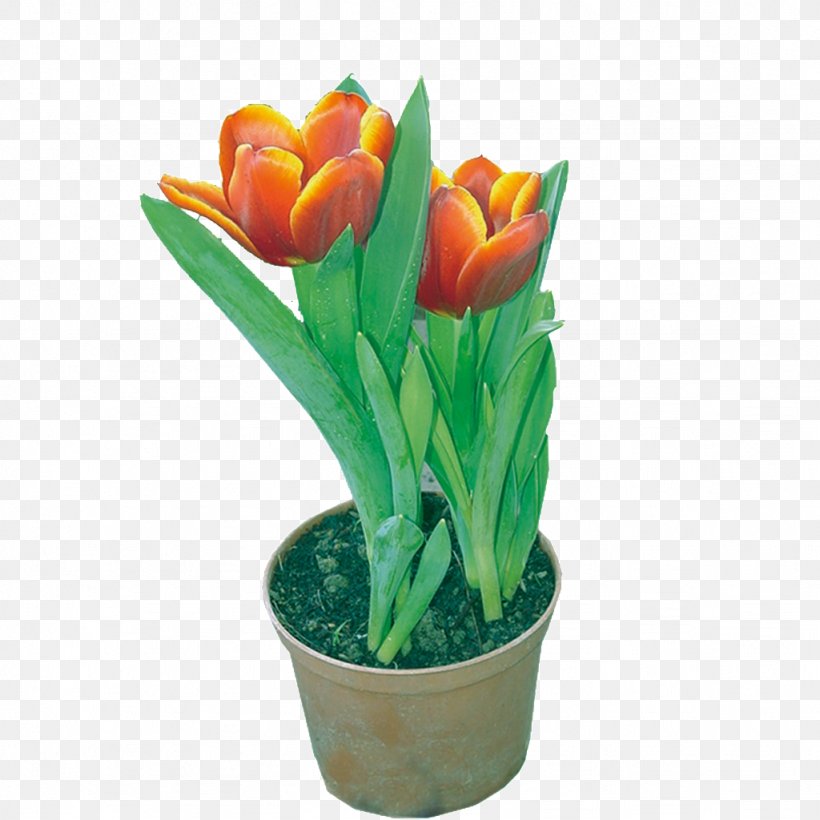 Tulip Designer RGB Color Model, PNG, 1024x1024px, Tulip, Artificial Flower, Color, Cut Flowers, Designer Download Free