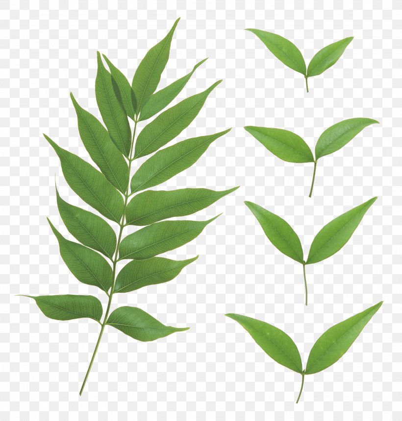 Download Plant Stem Project, PNG, 2686x2818px, Leaf, Alpha Compositing, Branch, Display Resolution, Dots Per Inch Download Free