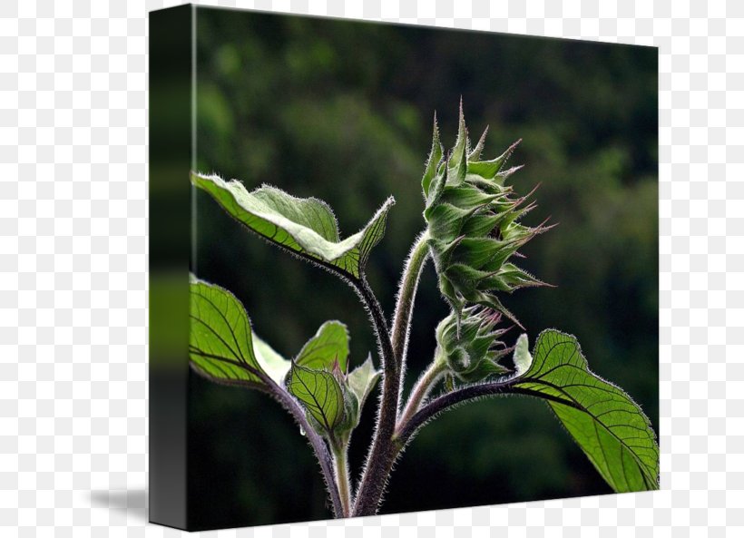 Leaf Art Herb Printmaking Plant Stem, PNG, 650x593px, Leaf, Art, Herb, Plant, Plant Stem Download Free