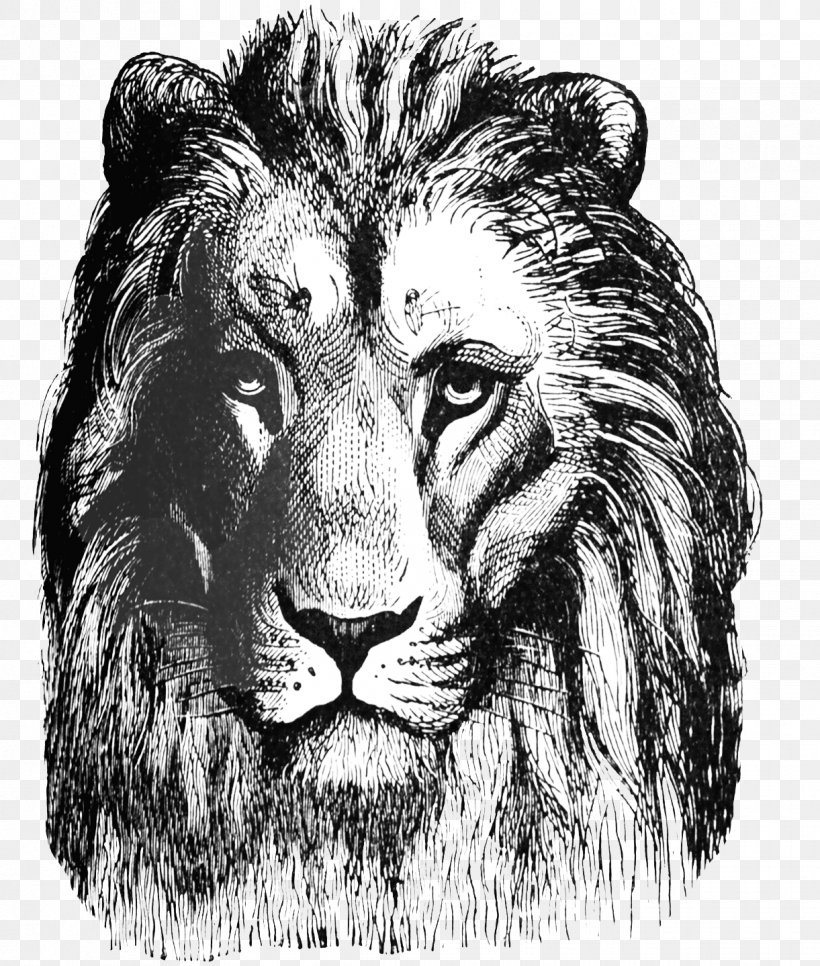Lion Drawing Roar Art Clip Art, PNG, 1221x1439px, Lion, Art, Big Cats, Black And White, Carnivoran Download Free