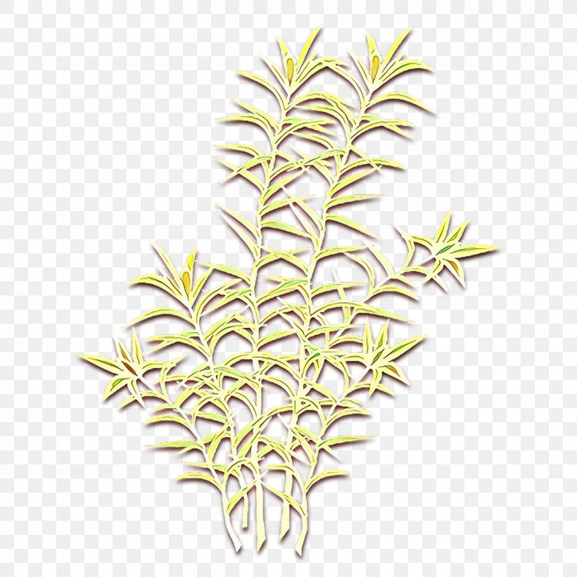 Clip Art Vascular Plant Plants Tree Leaf, PNG, 2400x2400px, Vascular Plant, Branch, Cupressus, Dracaena, Dracaena Reflexa Download Free