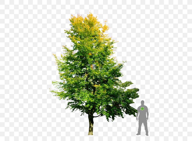 Fir European Beech Tree English Oak Branch, PNG, 450x600px, Fir, Baumschule, Beech, Branch, Conifer Download Free