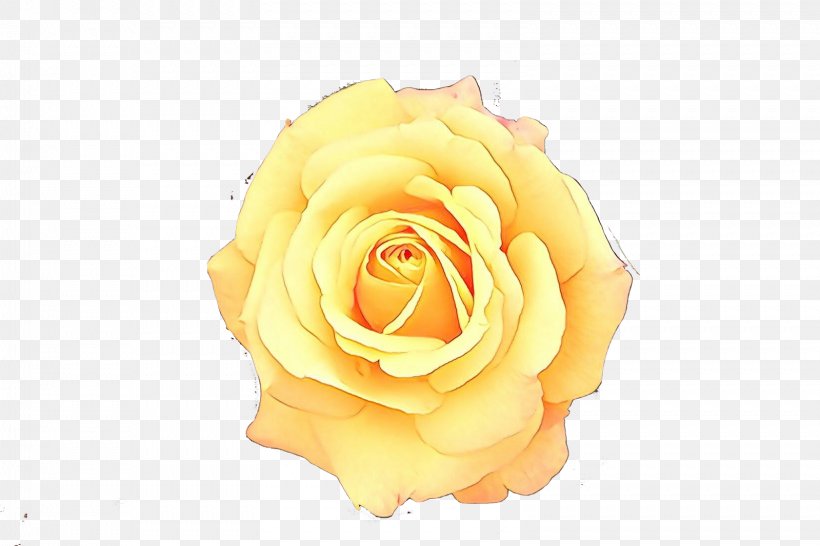 Garden Roses, PNG, 1599x1066px, Cartoon, Floribunda, Flower, Garden Roses, Hybrid Tea Rose Download Free