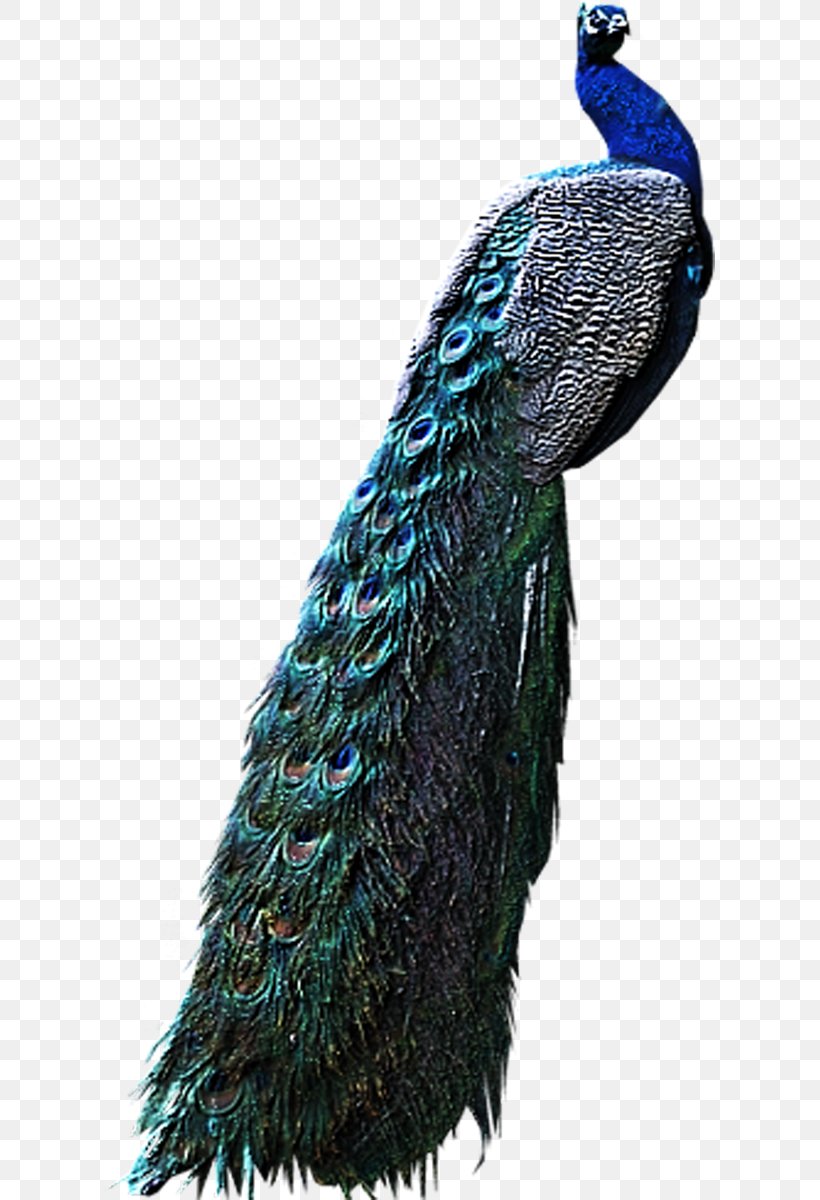 Bird Peafowl Pavo Clip Art, PNG, 611x1200px, Bird, Archive File, Beak, Display Resolution, Feather Download Free