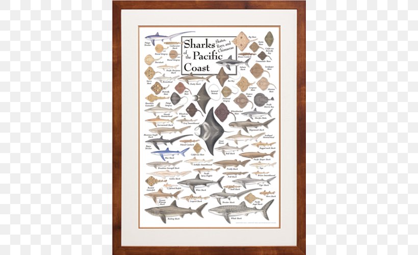 Poster Illustration Illustrator Shark Pacific Northwest, PNG, 500x500px, Poster, Art, Artist, Cartoon, Illustrator Download Free